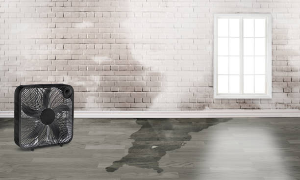 Best Water damage contractors near me  in Roselle, NJ