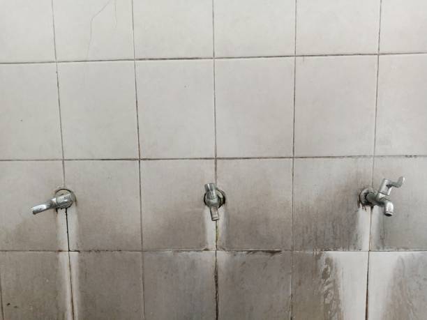 Best Mold removal after water damage  in Roselle, NJ